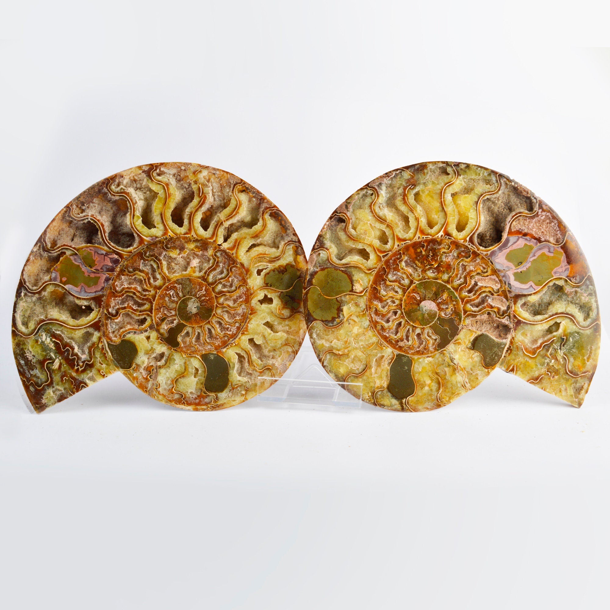 Large Cut & Polished Ammonite Pair | 210x180mm | 115 Million Years | Fossil Specimen