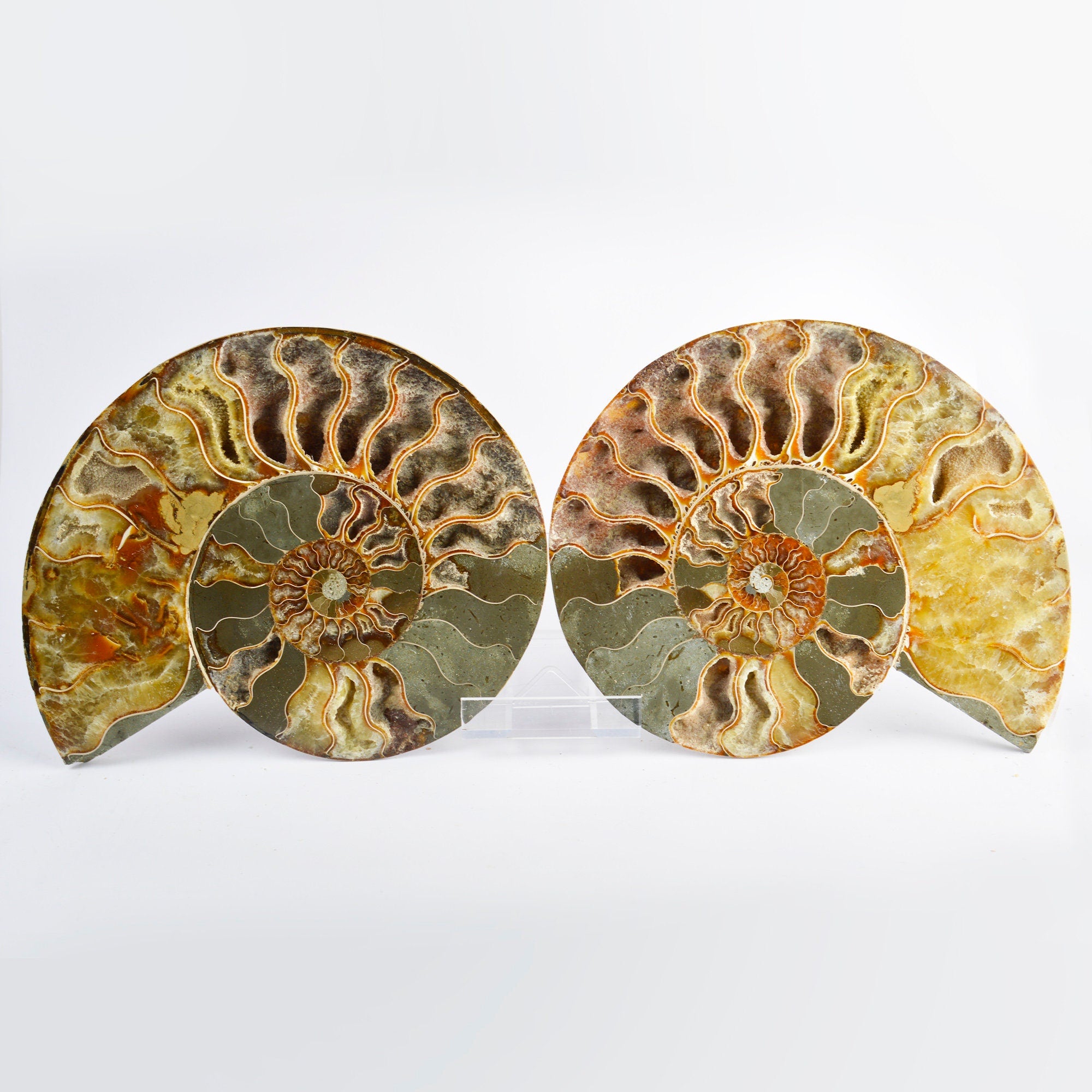 Large Cut & Polished Ammonite Pair | 21.5x180mm | 115 Million Years | Fossil Specimen