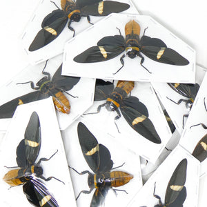 WHOLESALE 10 Tosena depicta, A1 Black Long-wing Cicadas 5inch Wingspan, Entomology Spread Specimens