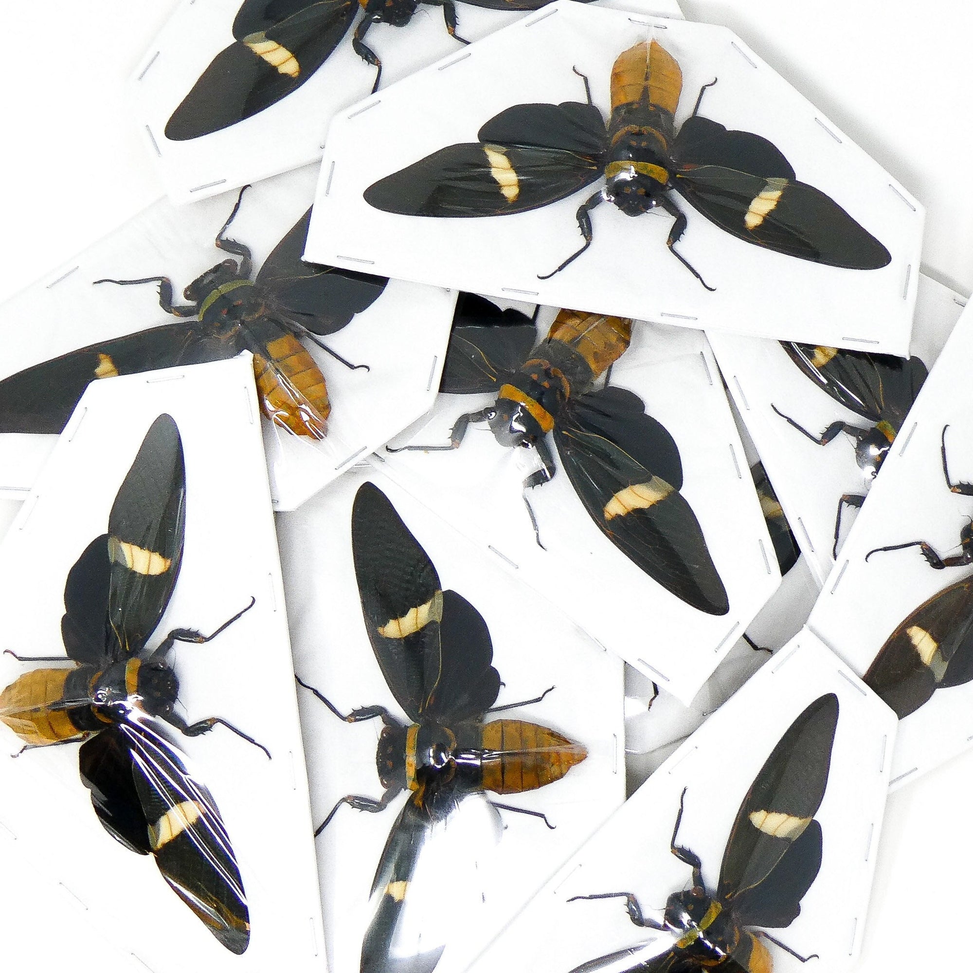 WHOLESALE 10 Tosena depicta, A1 Black Long-wing Cicadas 5inch Wingspan, Entomology Spread Specimens