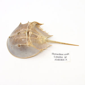 Horseshoe crab (Limulus species) Limulidae Sea-life Specimens for Collecting & Study