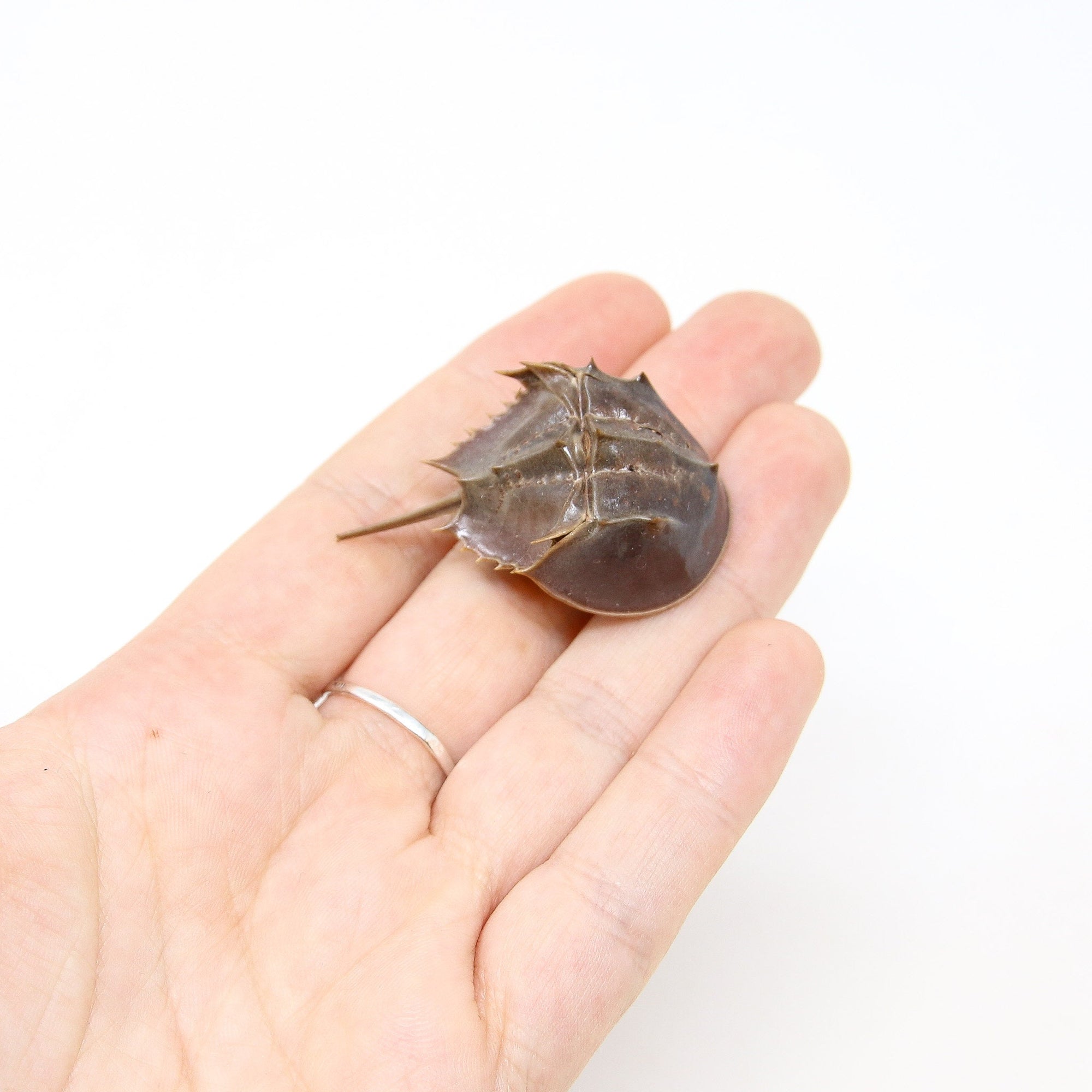 Horseshoe crab (Limulus species) Limulidae Sea-life Specimens for Collecting & Study