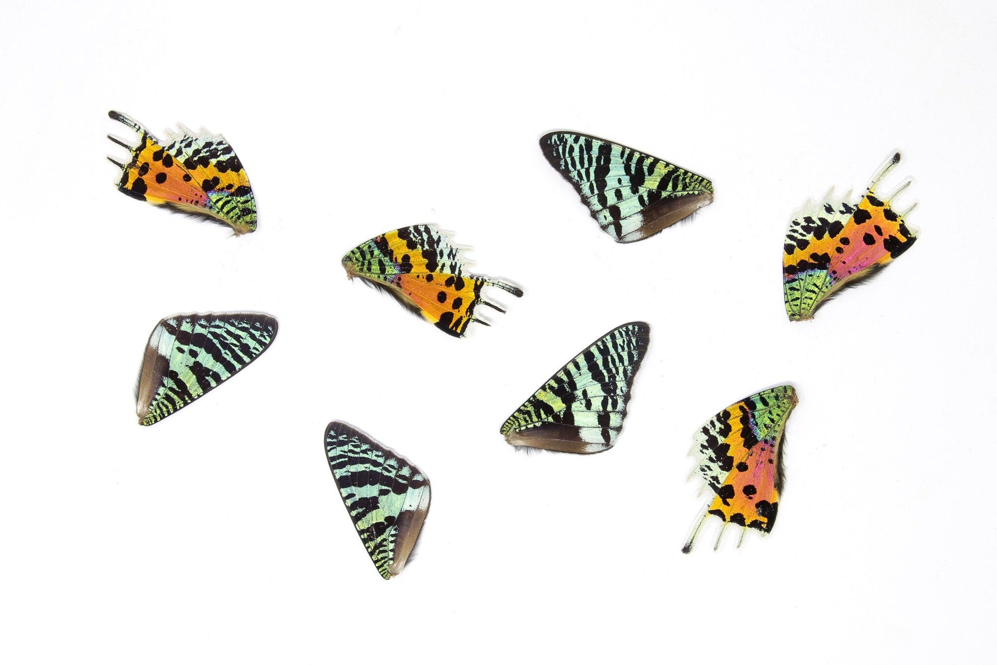 48 Loose Madagascan Sunset Moth Wings | Chrysiridia rhipheus | Wholesale Butterfly Wings for Art