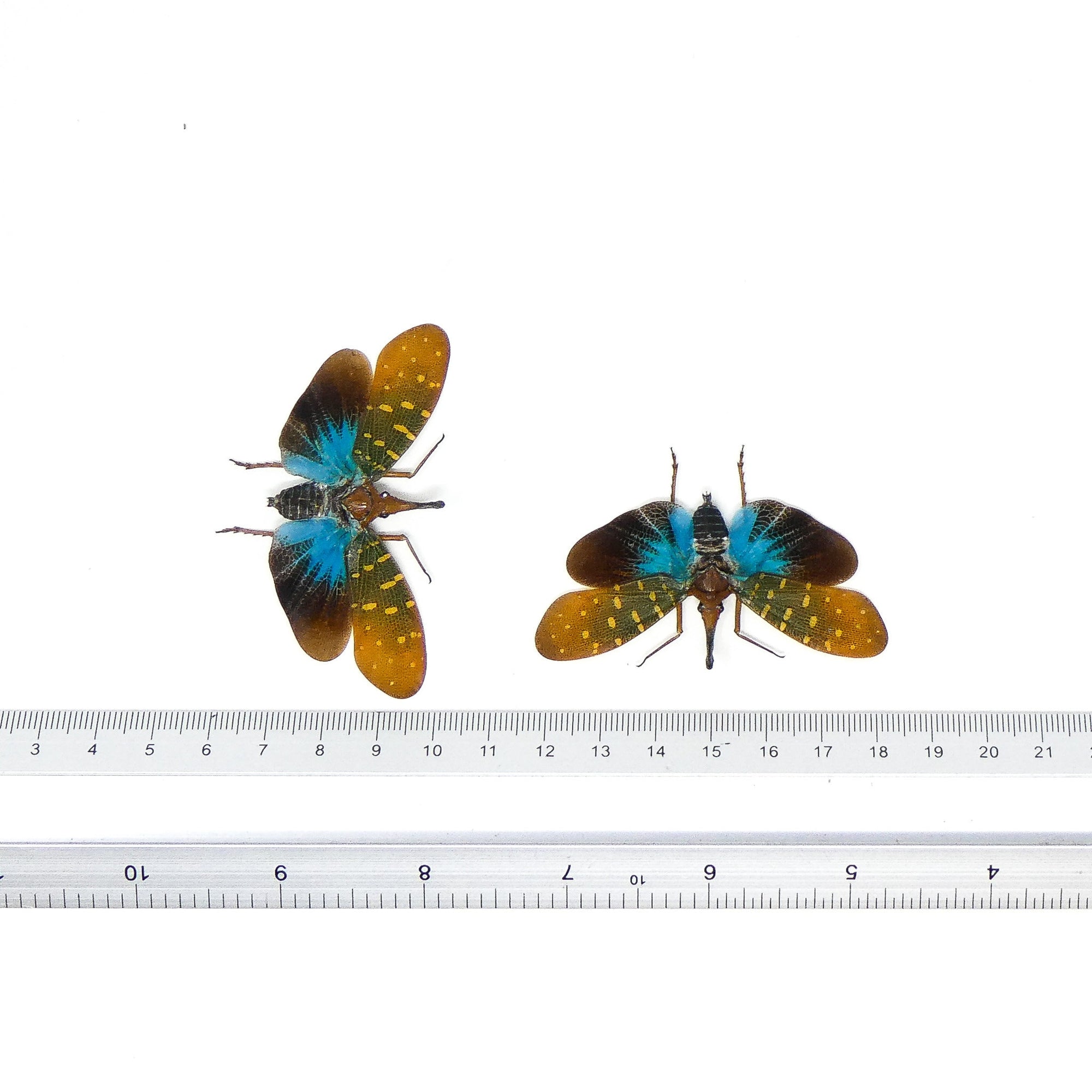 Two (2) Lantern Bugs, Pyrops synavei (Spread) A1 Specimens