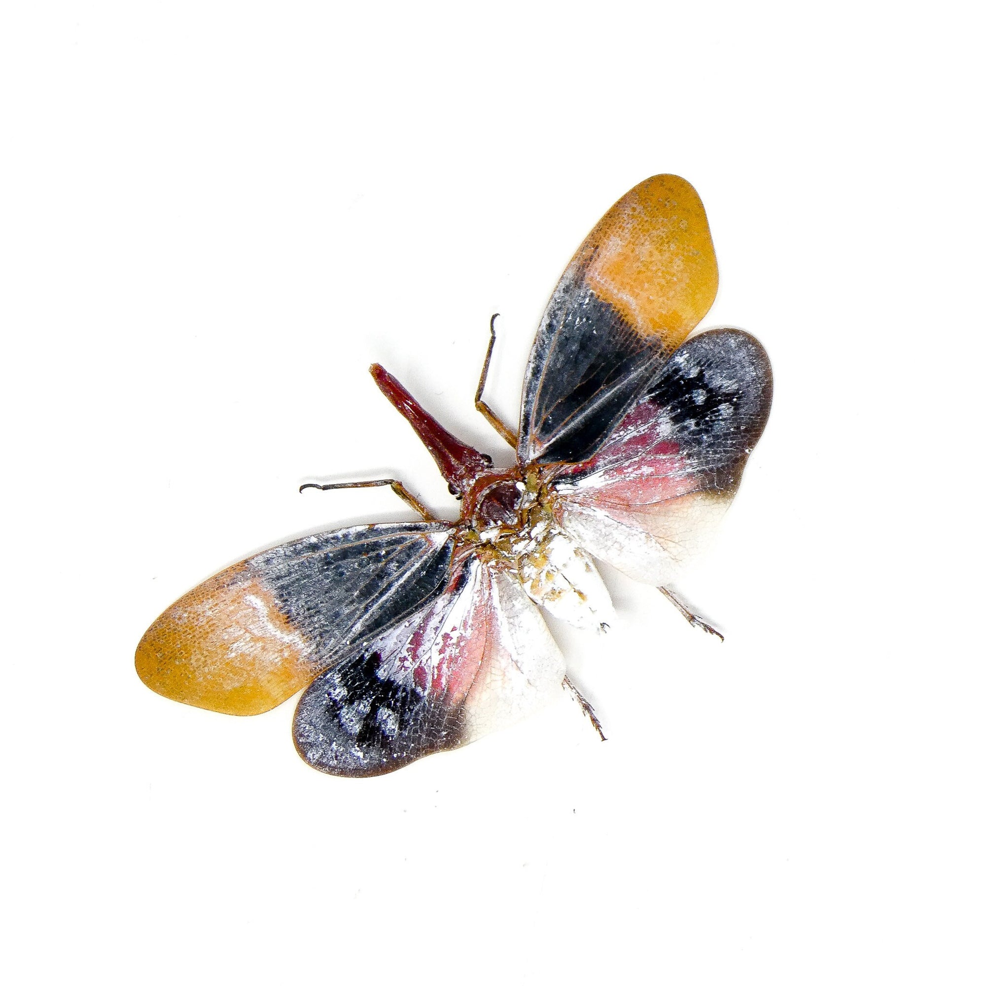 Two (2) Waxy Lantern Bugs, Pyrops sultanus (Spread) A1 Ethically Sourced Entomology Specimens