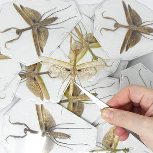 TWO (2) Tenodera aridifolia | Asian Praying Mantis | Dry-preserved Insect Specimens