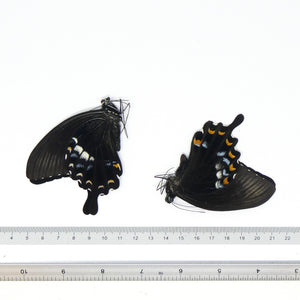 TWO (2) Papilio fuscus fuscus | Canopus Swallowtail | Dry-preserved Insect Specimens