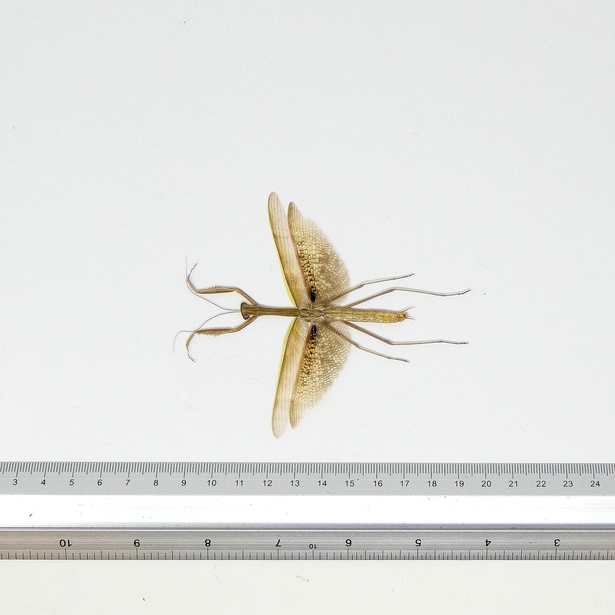 TWO (2) Tenodera aridifolia | Asian Praying Mantis | Dry-preserved Insect Specimens