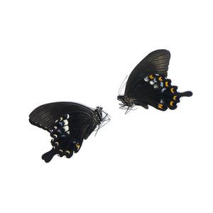 TWO (2) Papilio fuscus fuscus | Canopus Swallowtail | Dry-preserved Insect Specimens