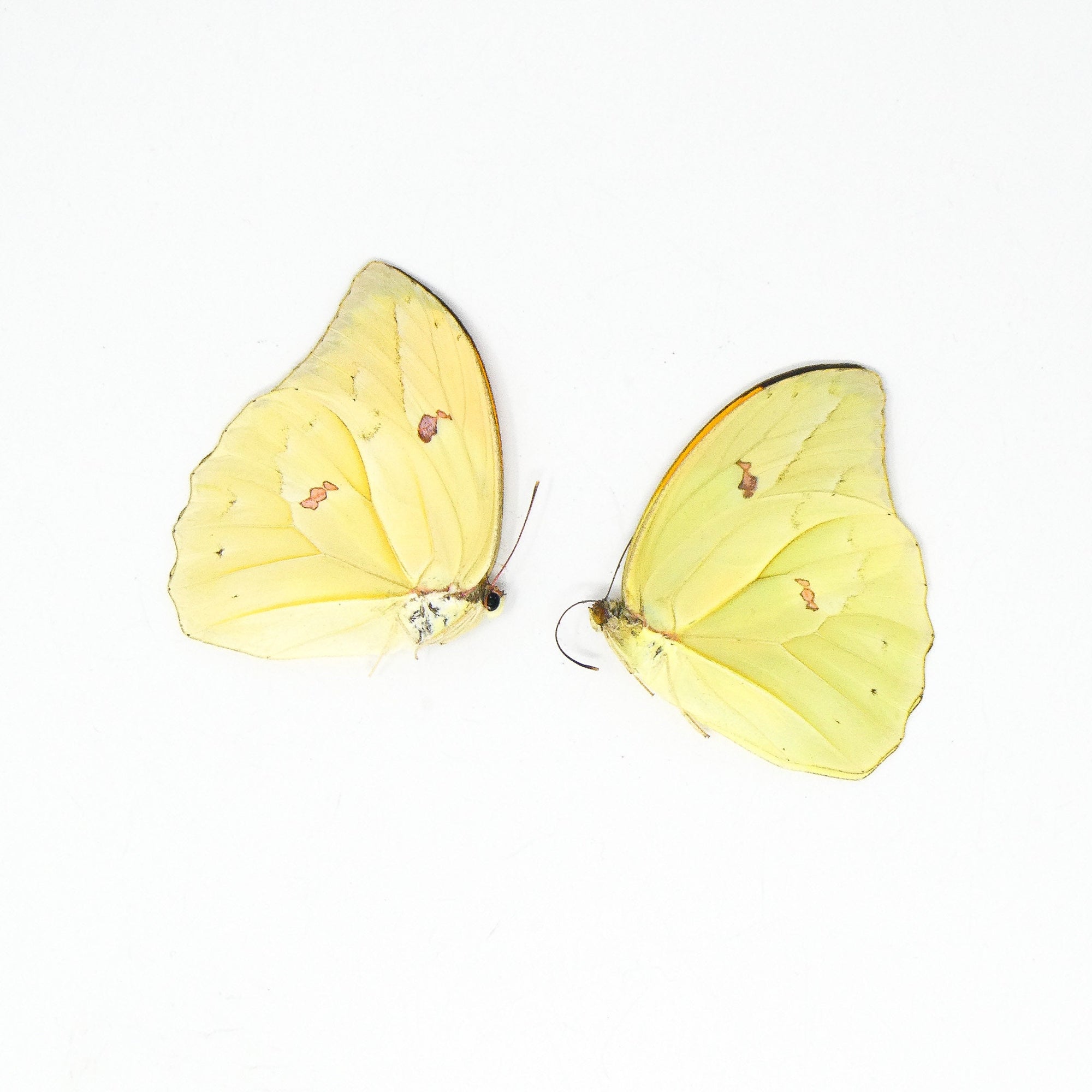 TWO (2) Orangetip Angled-Sulphur (Anteos menippe) A1 Dry Preserved Butterfly Specimens