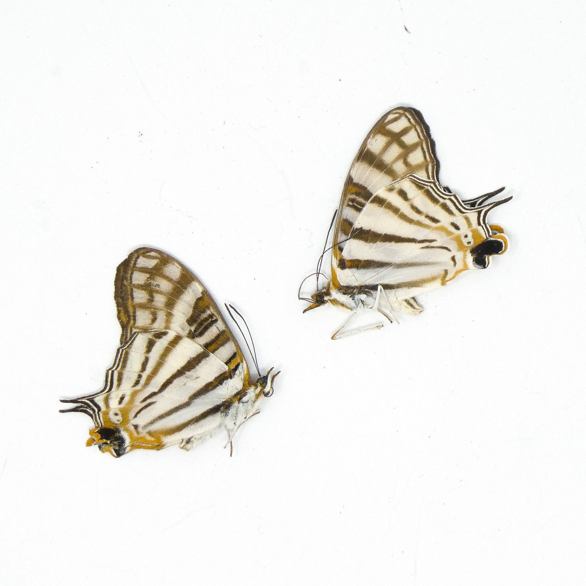 TWO (2) African Map Butterflies (Cyrestis camillus) A1 Dry Preserved Butterfly Specimens