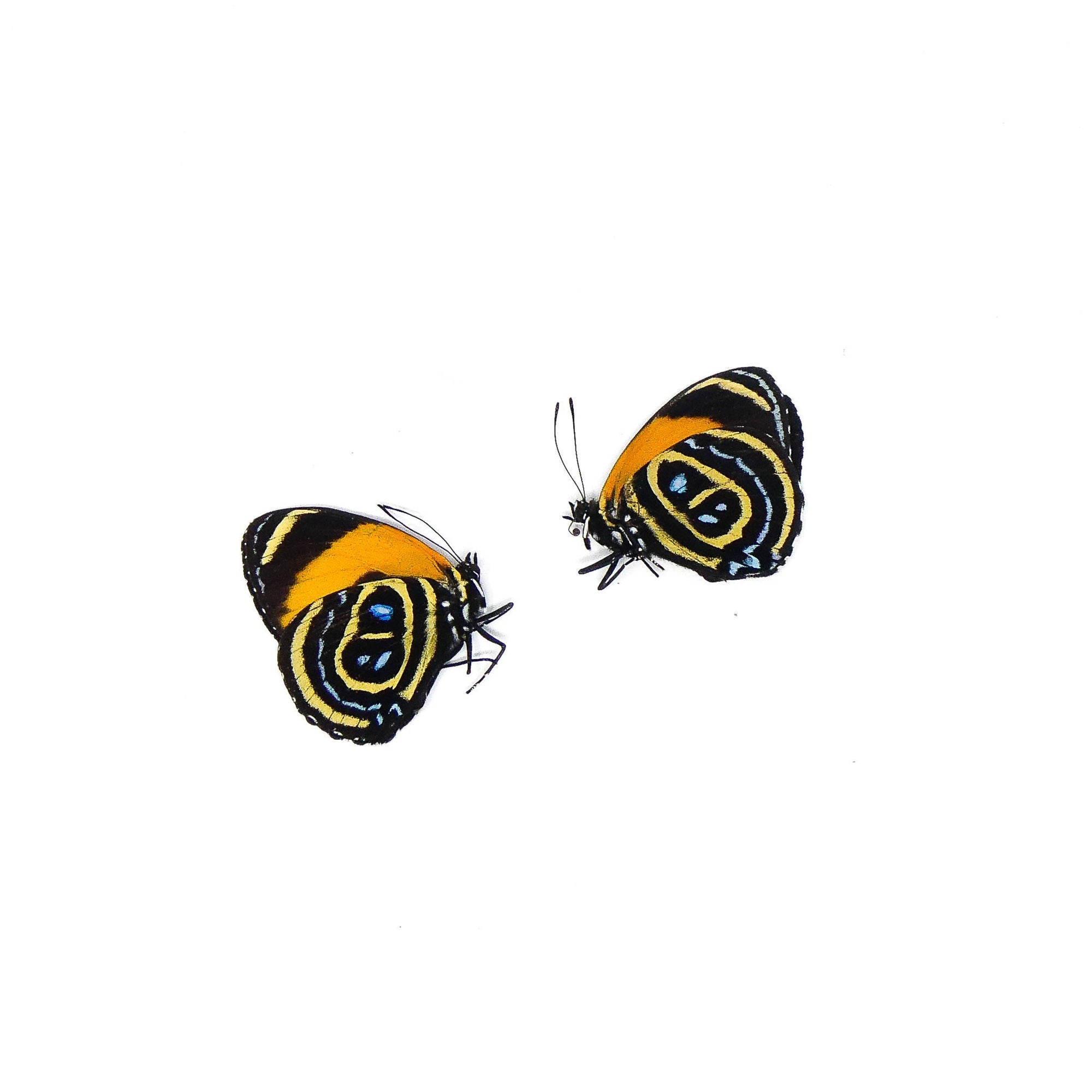 TWO (2) Callicore pastazza | The Superb Numberwing | A1 Dry-preserved Butterfly Specimens