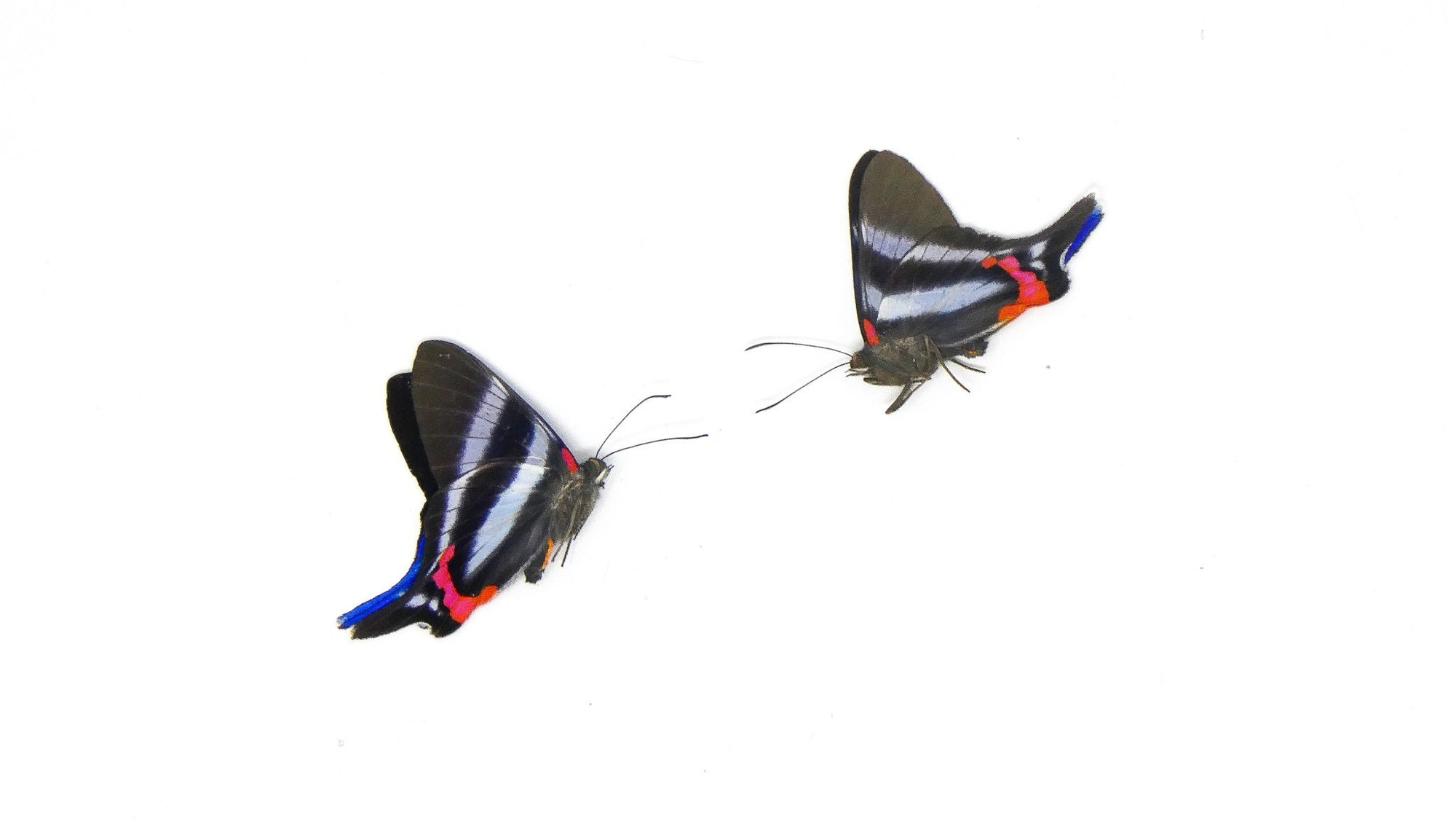 TWO (2) Rhetus dysonii | The Blue Metalmark | Dry-preserved Butterfly Specimens