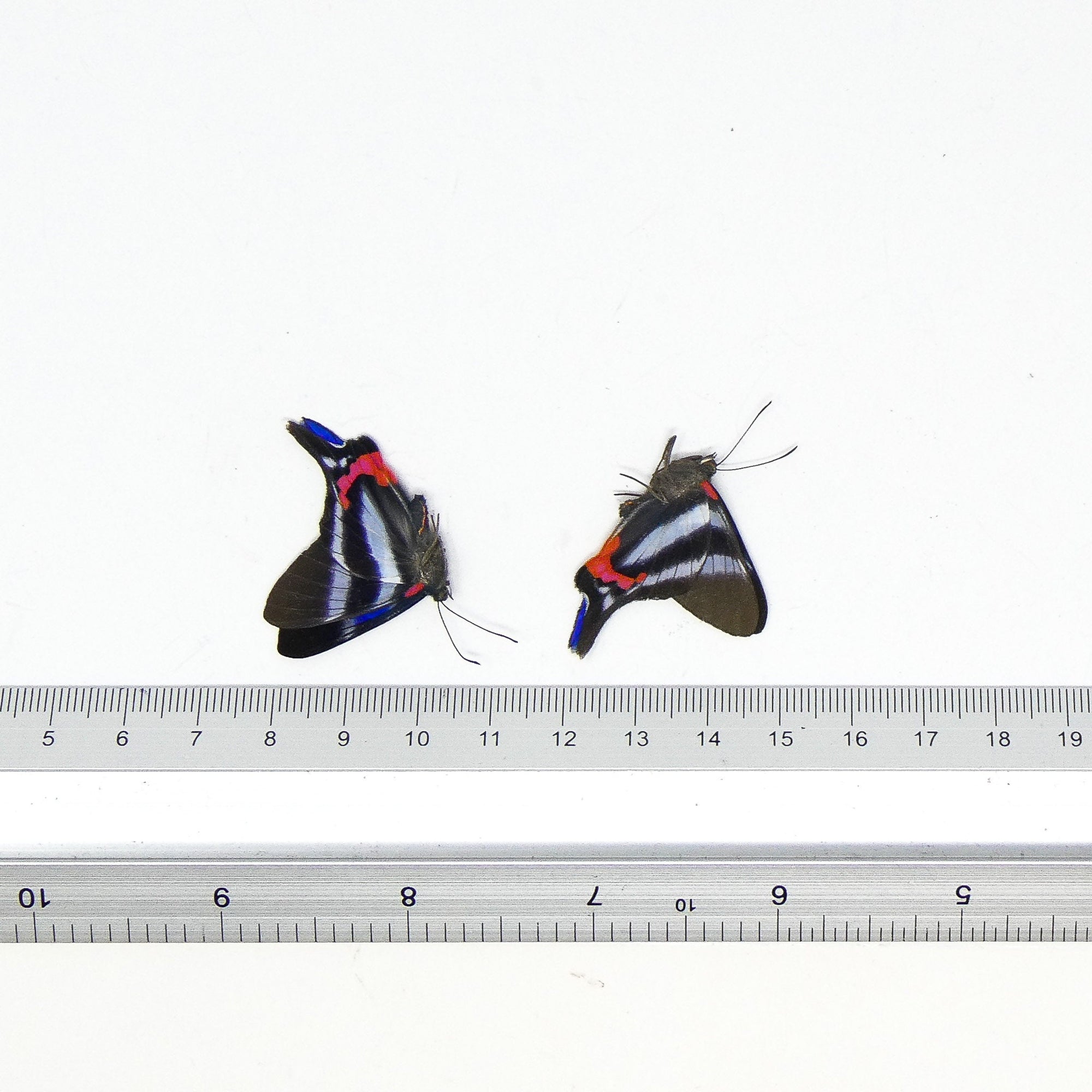 TWO (2) Rhetus dysonii | The Blue Metalmark | Dry-preserved Butterfly Specimens