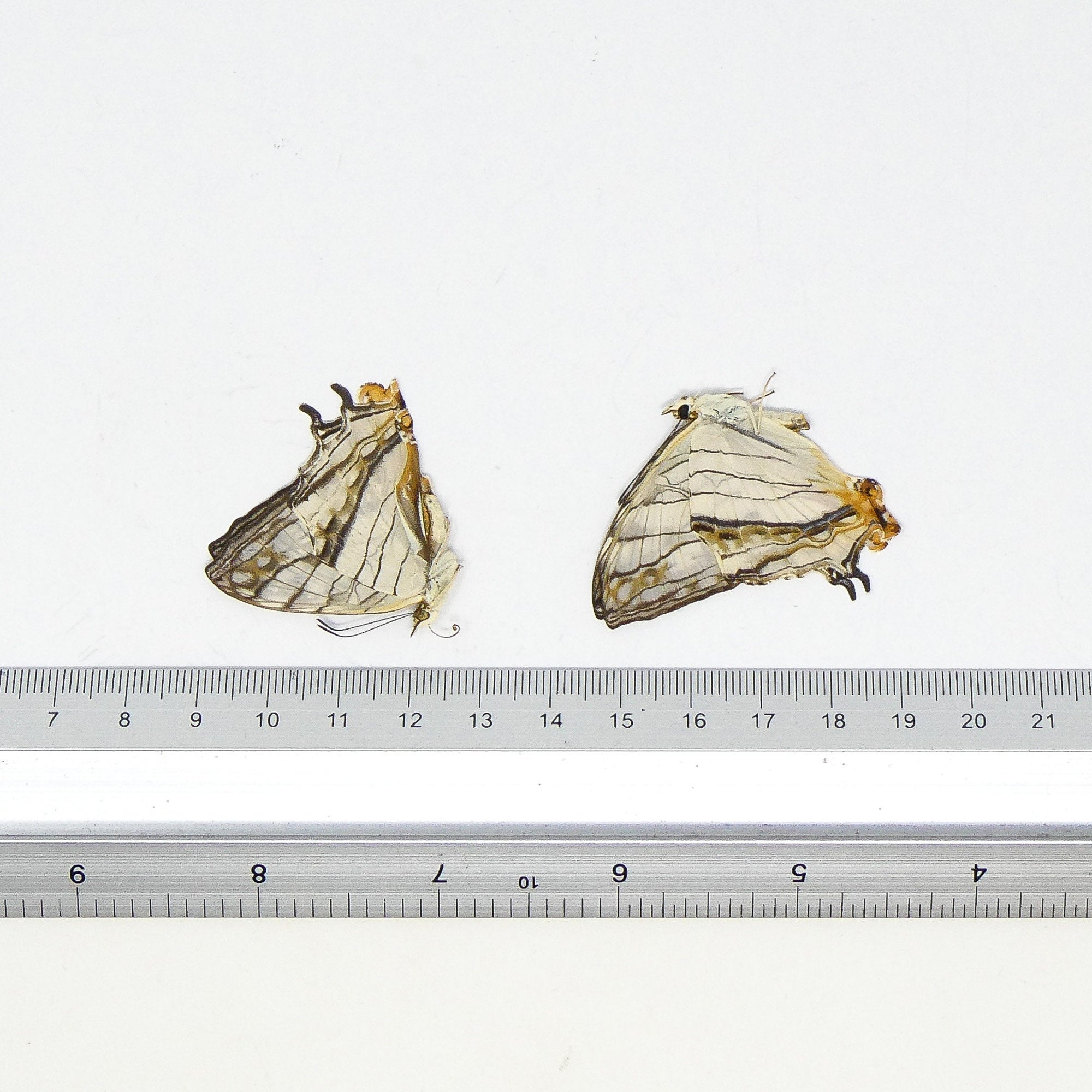 TWO (2) Common Map Butterflies (Cyrestis thyodamas) A1 Dry Preserved Butterfly Specimens