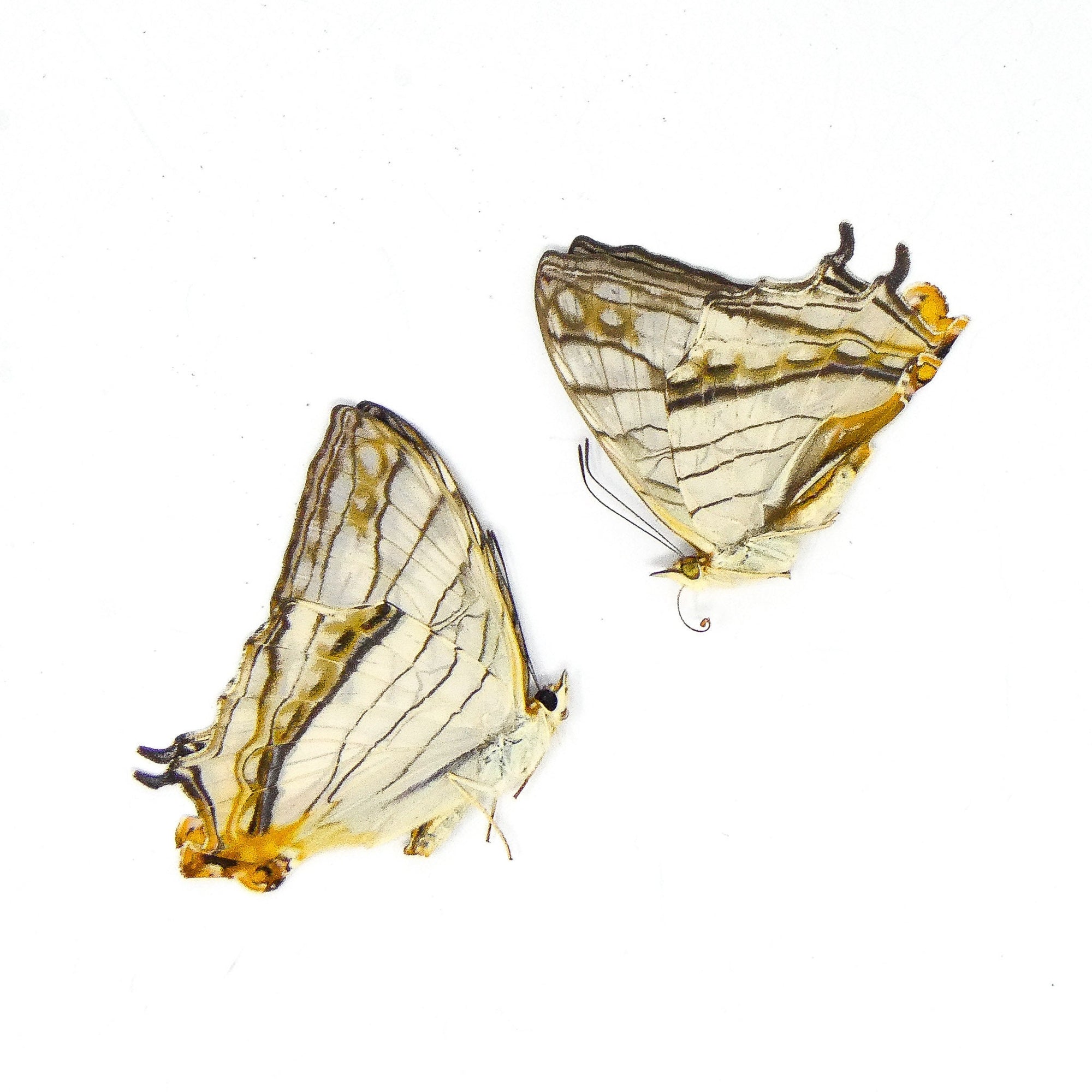 TWO (2) Common Map Butterflies (Cyrestis thyodamas) A1 Dry Preserved Butterfly Specimens