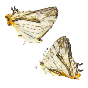 TWO (2) Common Map Butterflies (Cyrestis thyodamas) A1 Dry Preserved Butterfly Specimens