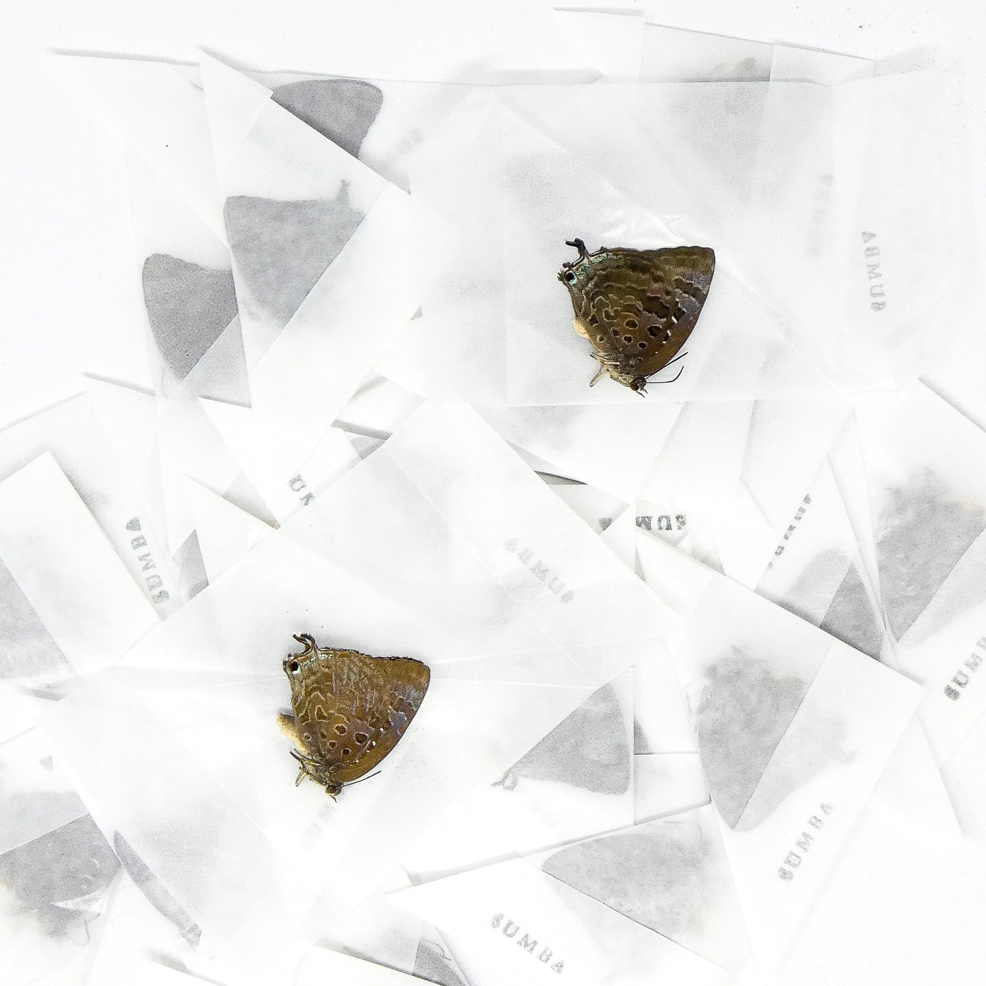 LOT OF 10 Sumba Lustrous Blue (Arhopala araxes onetor) A1/A- Dry Preserved Butterfly Specimens