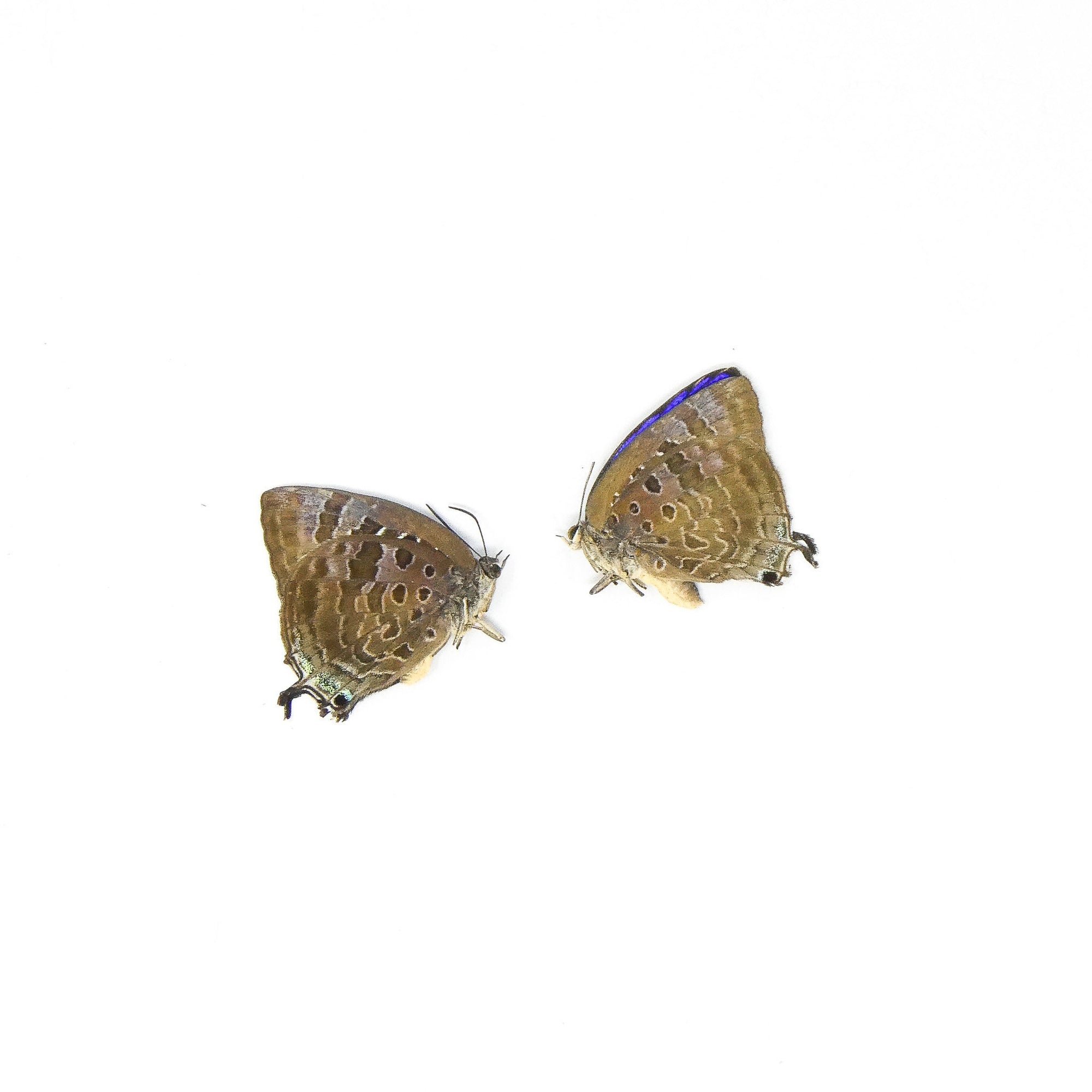 TWO (2) Sumba Lustrous Blue (Arhopala araxes onetor) A1 Dry Preserved Butterfly Specimens