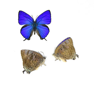 LOT OF 10 Sumba Lustrous Blue (Arhopala araxes onetor) A1/A- Dry Preserved Butterfly Specimens