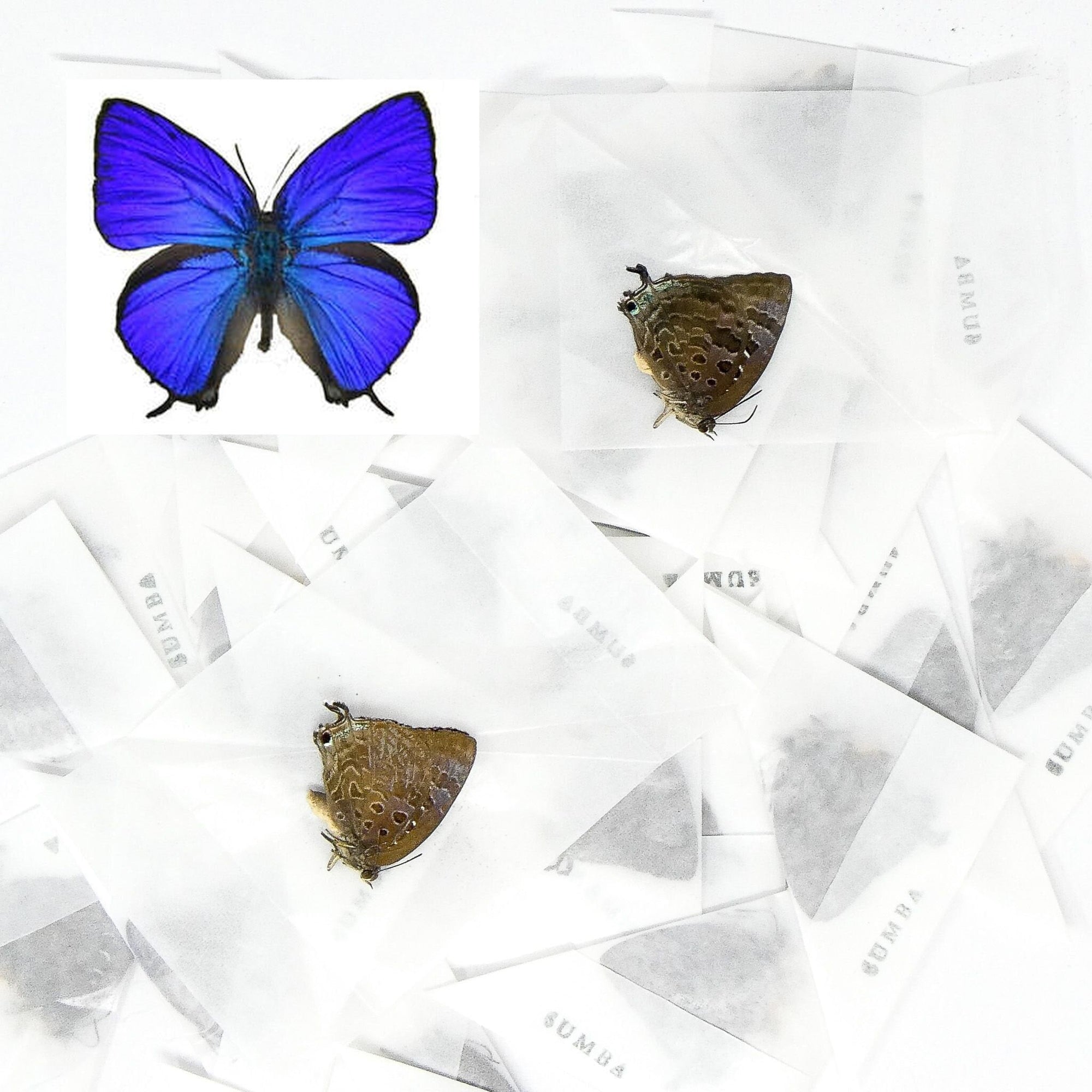 LOT OF 10 Sumba Lustrous Blue (Arhopala araxes onetor) A1/A- Dry Preserved Butterfly Specimens