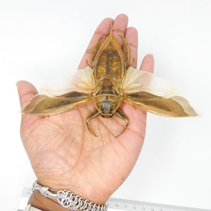 Lot of 10 Giant Water Bugs, SPREAD-WINGS (Lethocerus indicus) A1 Entomology Specimens for Framing