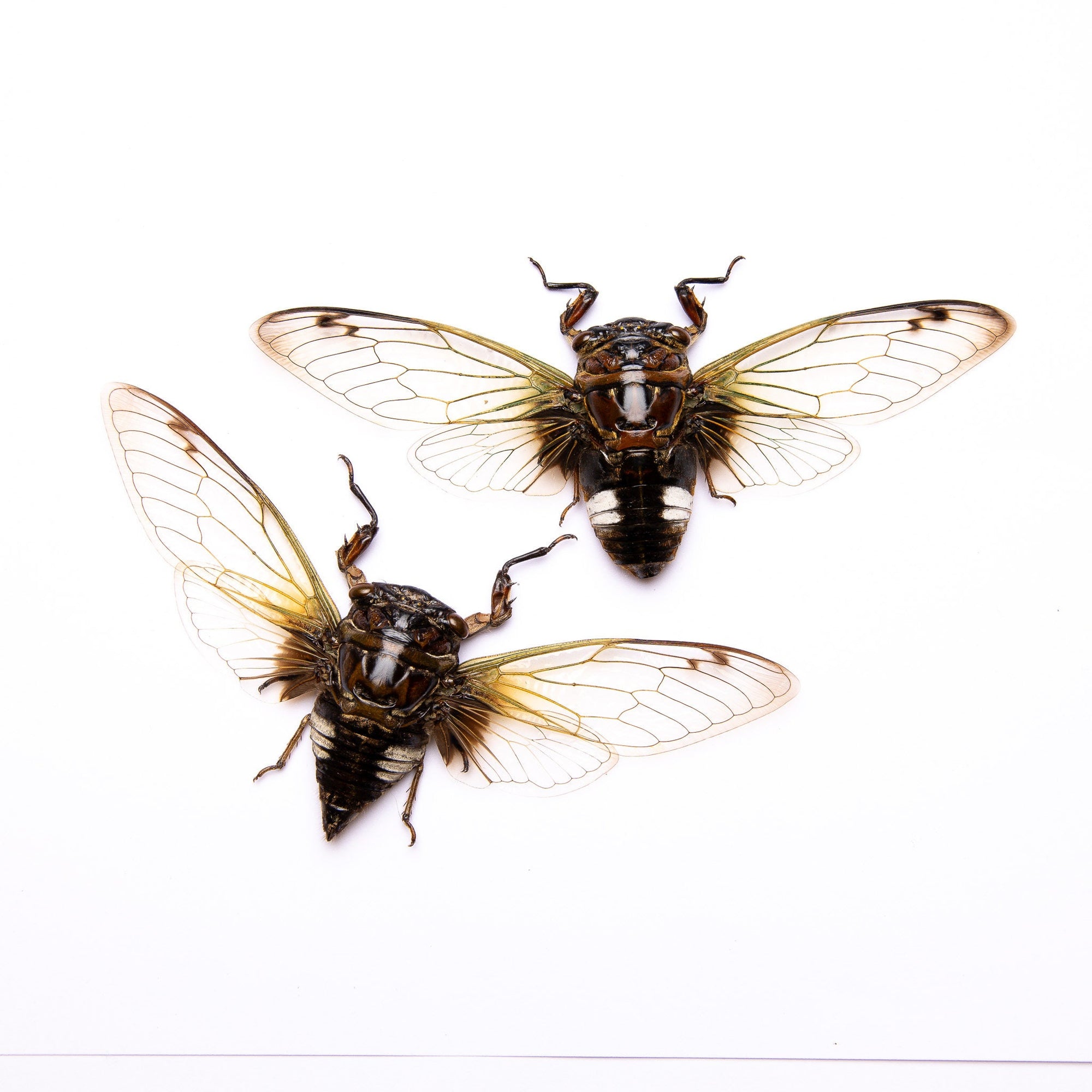 TWO (2) Clear Winged Cicadas (Cryptotympana acuta) A1 Spread Specimens