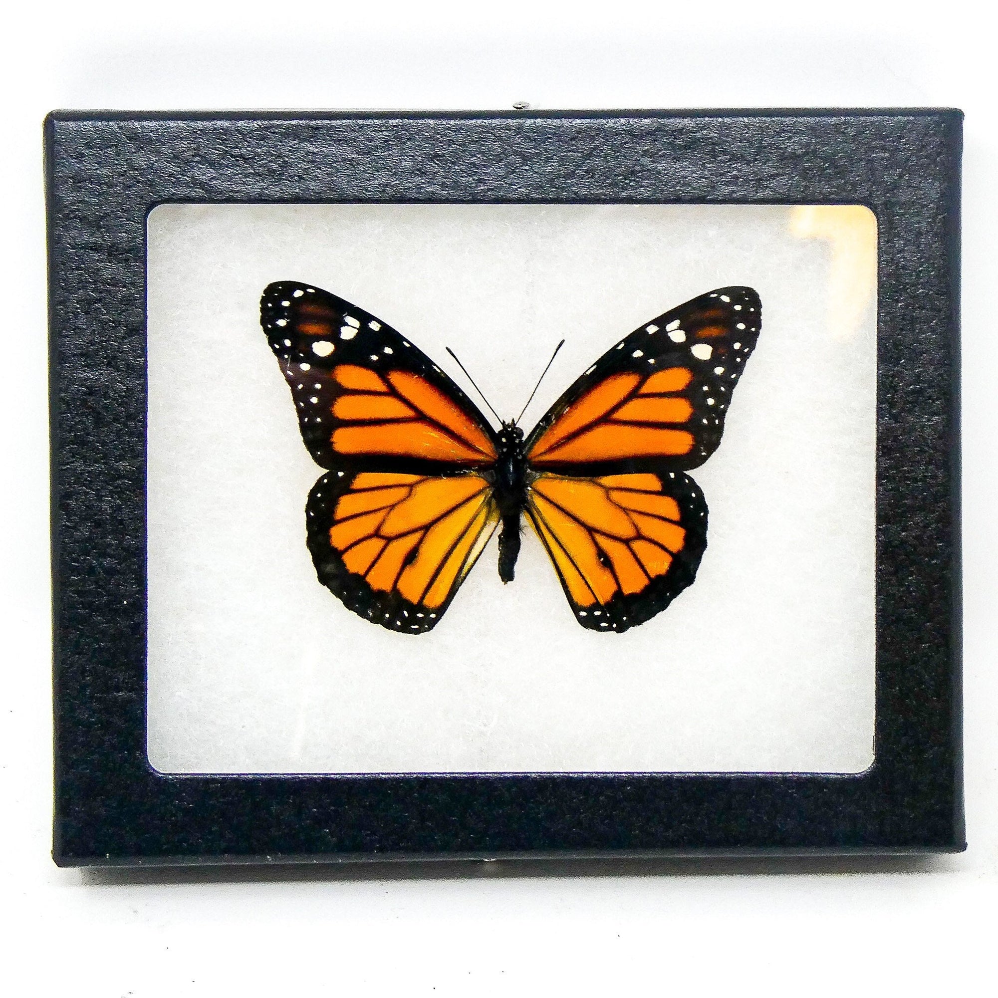 Monarch Butterfly Framed Specimen (Danaus plexippus) Ethically Sourced Dry-Preserved Butterfly Specimen