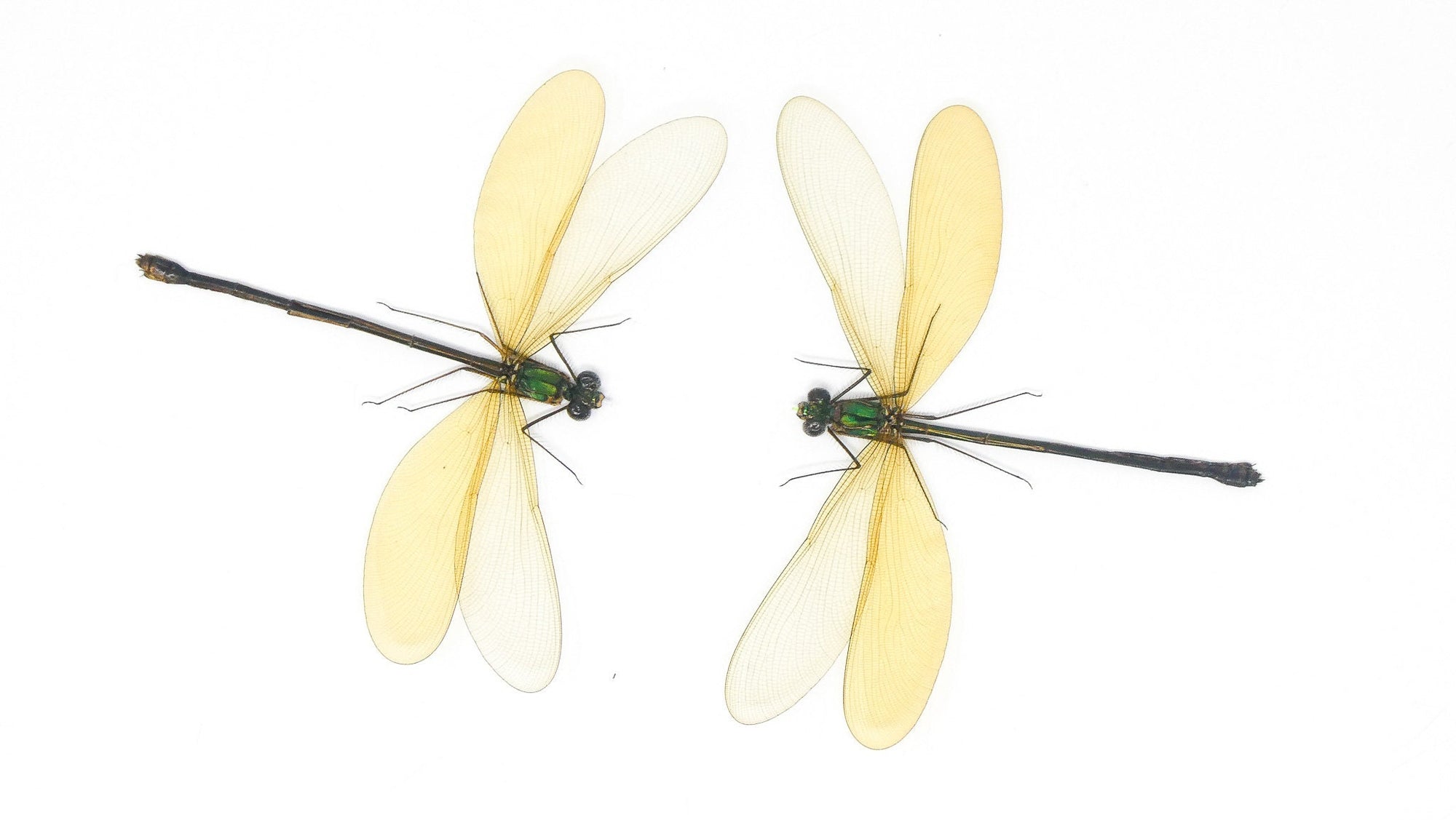 TWO (2) Female Damselfly (Neurobasis kaupi pavo) SPREAD-WINGS A1 Entomology Specimens