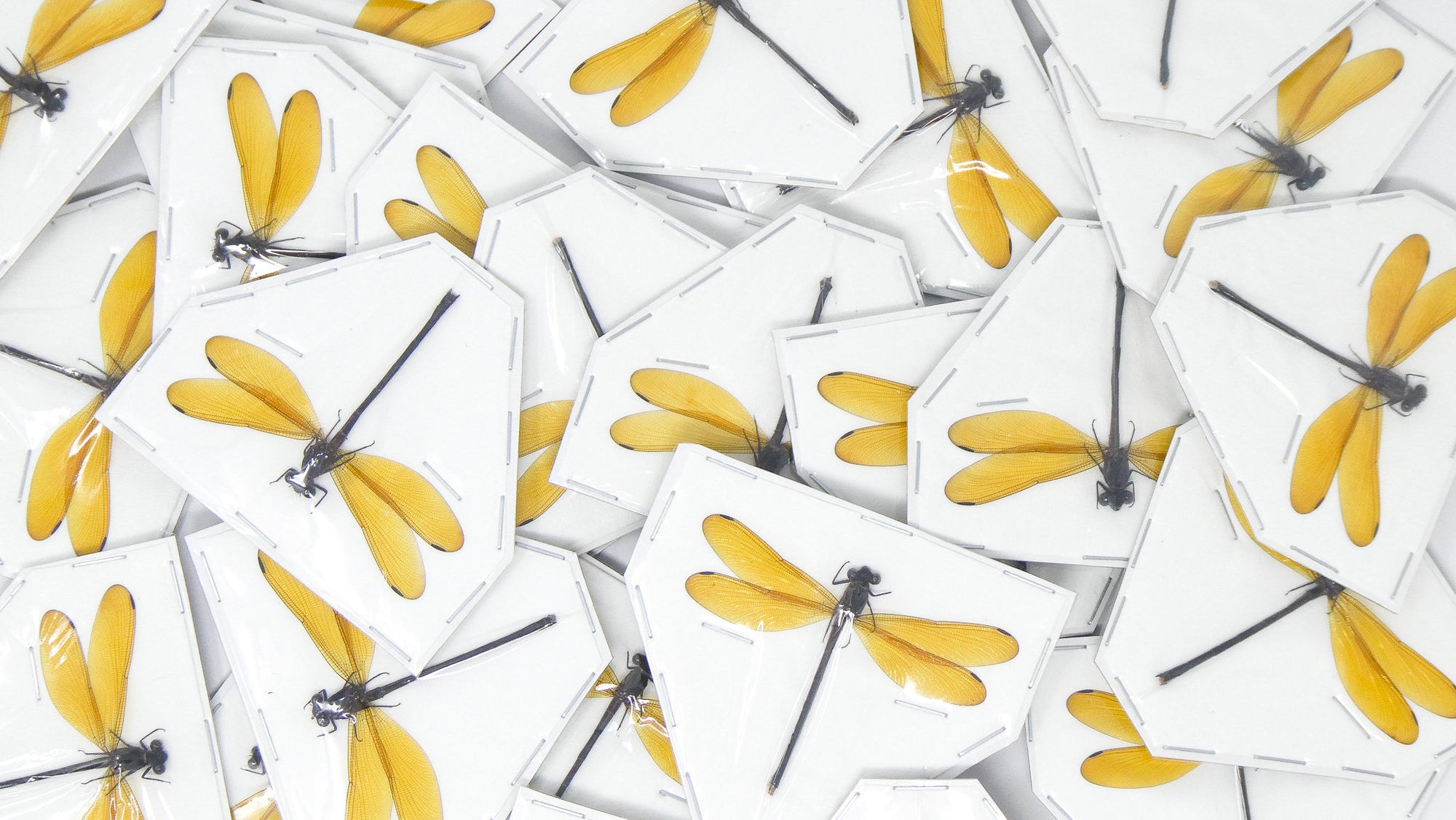 TWO (2) Lara Damselfly (Euphaea lara lara) SPREAD-WINGS A1 Entomology Specimens