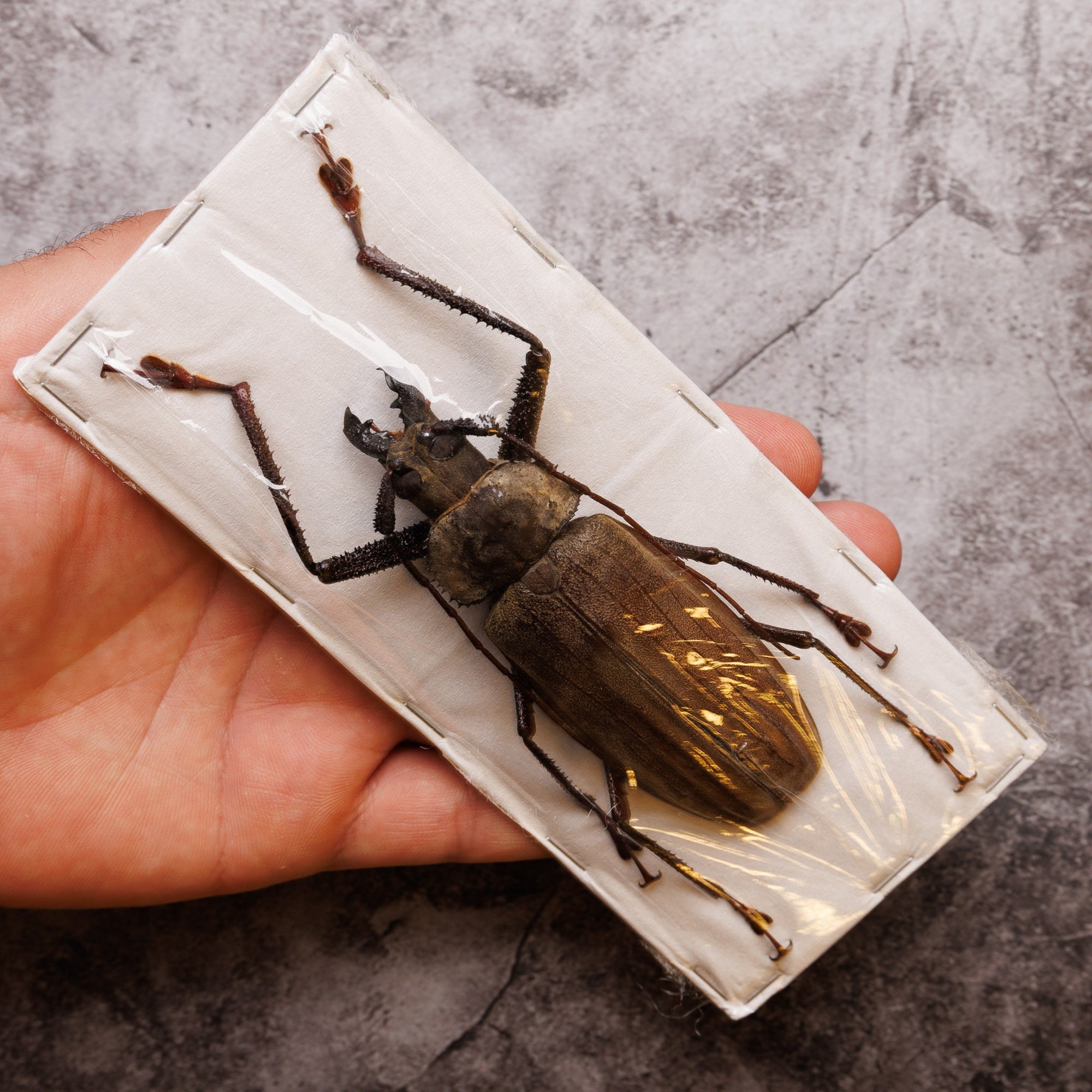 PAIR (2) Long-horn Beetles (Xixuthrus lunicollis) MALE/FEMALE A1 Extra Large Specimens ** +100MM **