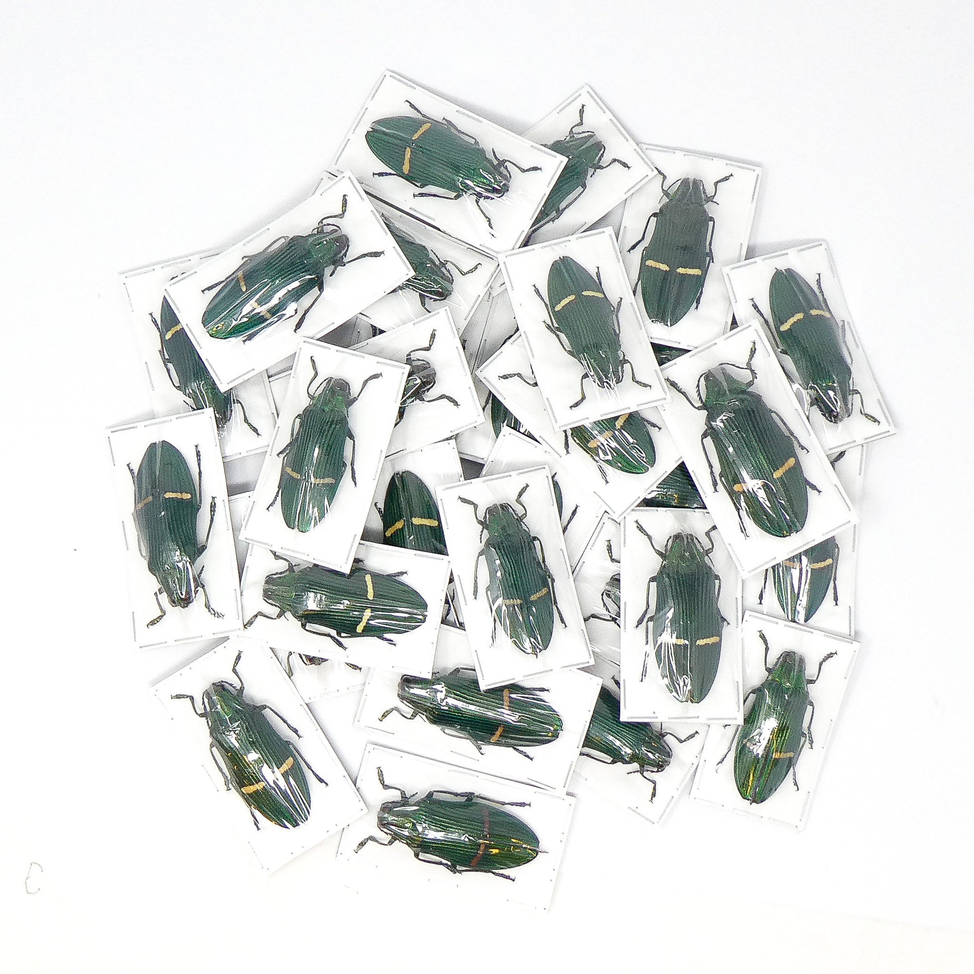 LOT OF 10 Green Jewel Beetles (Catoxantha opulenta opulenta) A1 Entomology Specimens, Wholesale