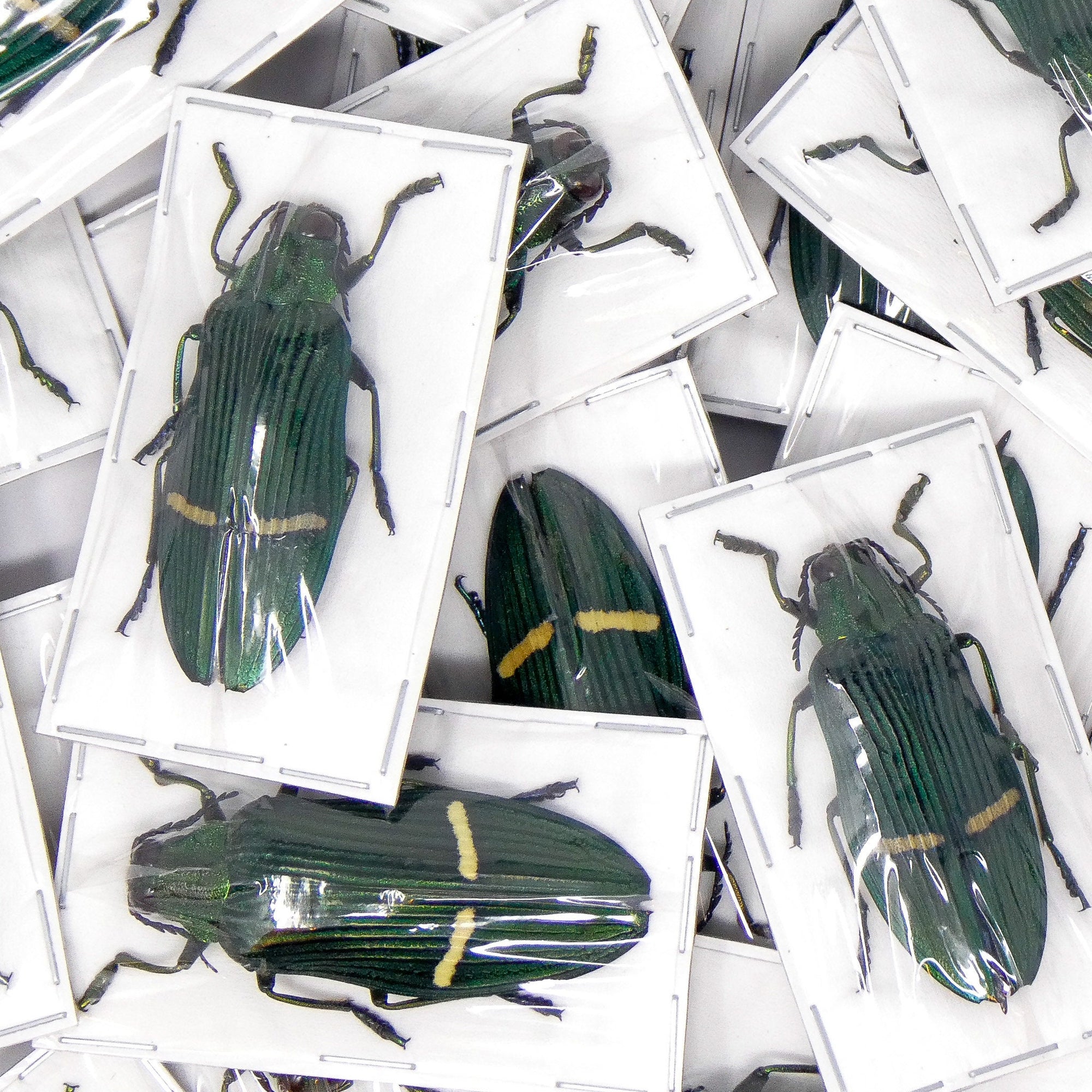 TWO (2) Green Jewel Beetles (Catoxantha opulenta opulenta) A1 Entomology Specimens