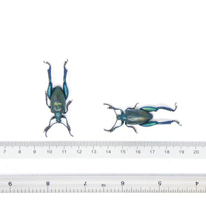 LOT OF 10 Blue Frog-Leg Beetles (Sagra femoralis) A1 Entomology Specimens