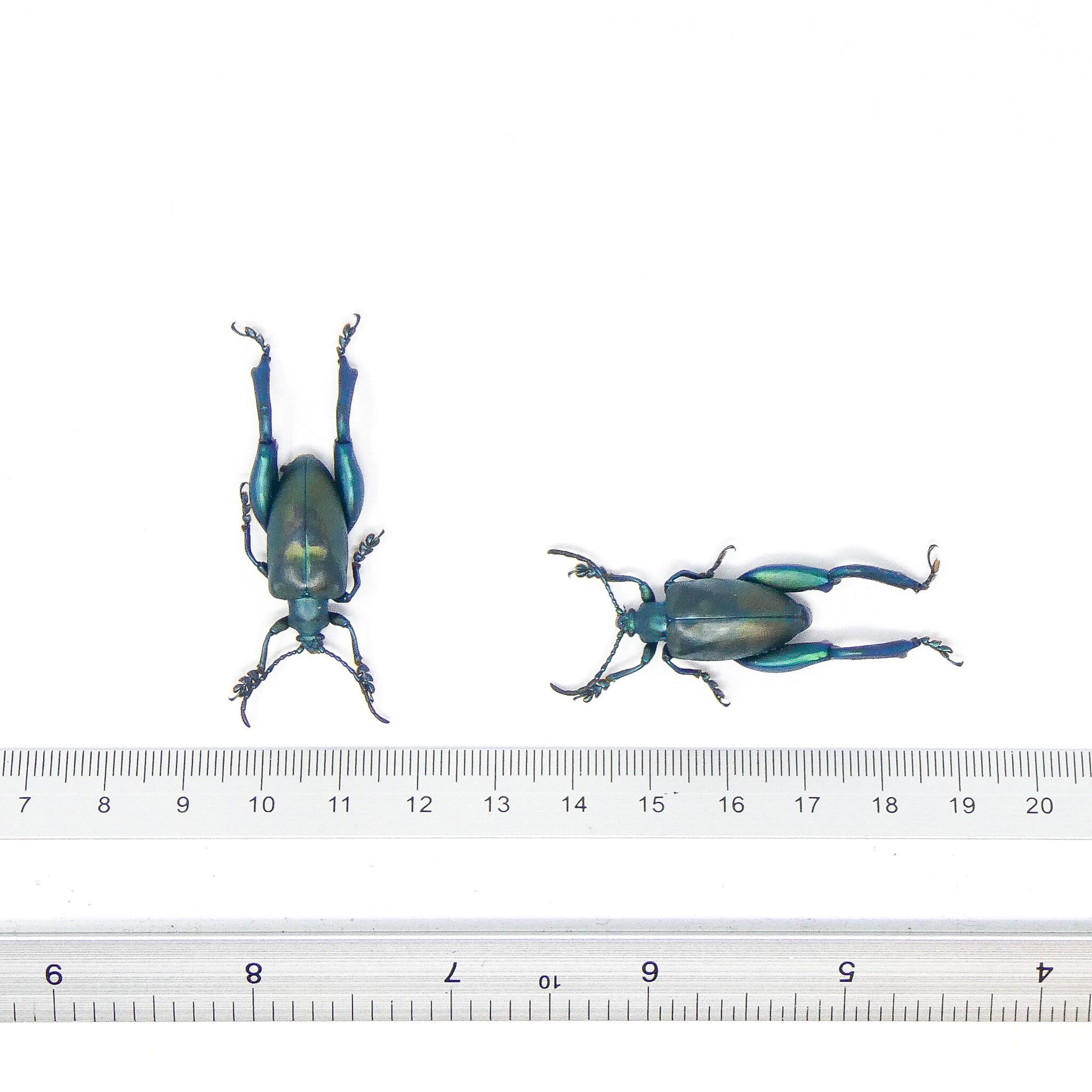 TWO (2) Blue Frog-Leg Beetles (Sagra femoralis) A1 Entomology Specimens