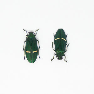 TWO (2) Green Jewel Beetles (Catoxantha opulenta opulenta) A1 Entomology Specimens