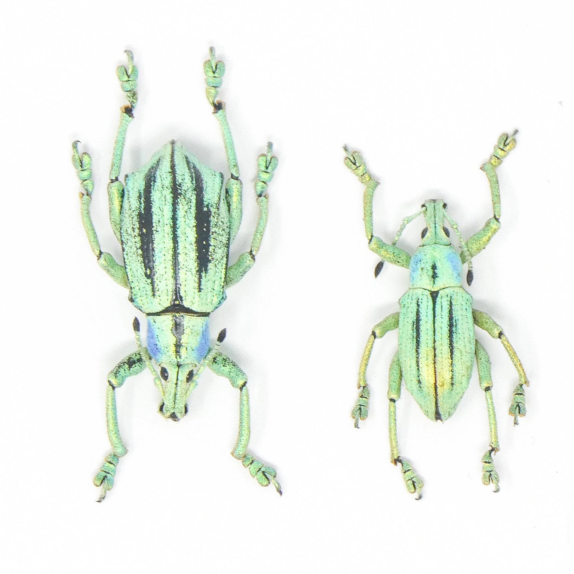 TWO (2) Eupholus cuvieri, West Papua, A1 Entomology Specimens