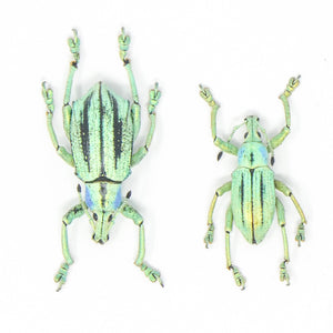 TWO (2) Eupholus cuvieri, West Papua, A1 Entomology Specimens