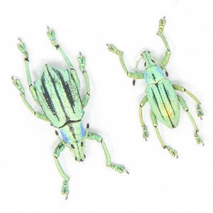 TWO (2) Eupholus cuvieri, West Papua, A1 Entomology Specimens