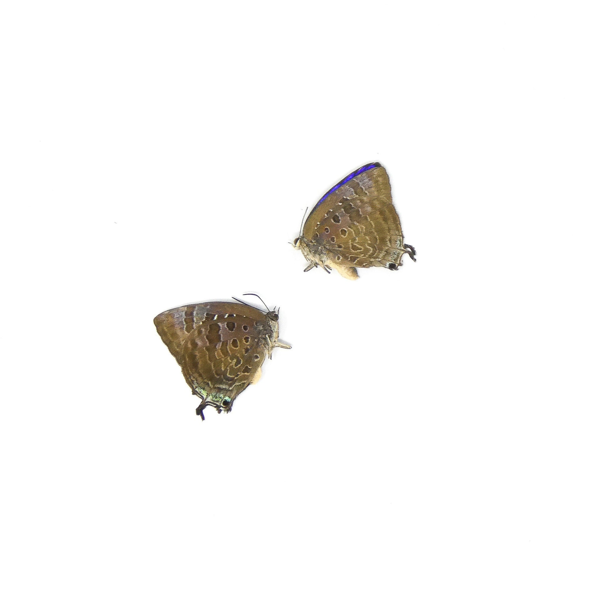 TWO (2) Sumba Lustrous Blue (Arhopala araxes onetor) A1 Dry Preserved Butterfly Specimens