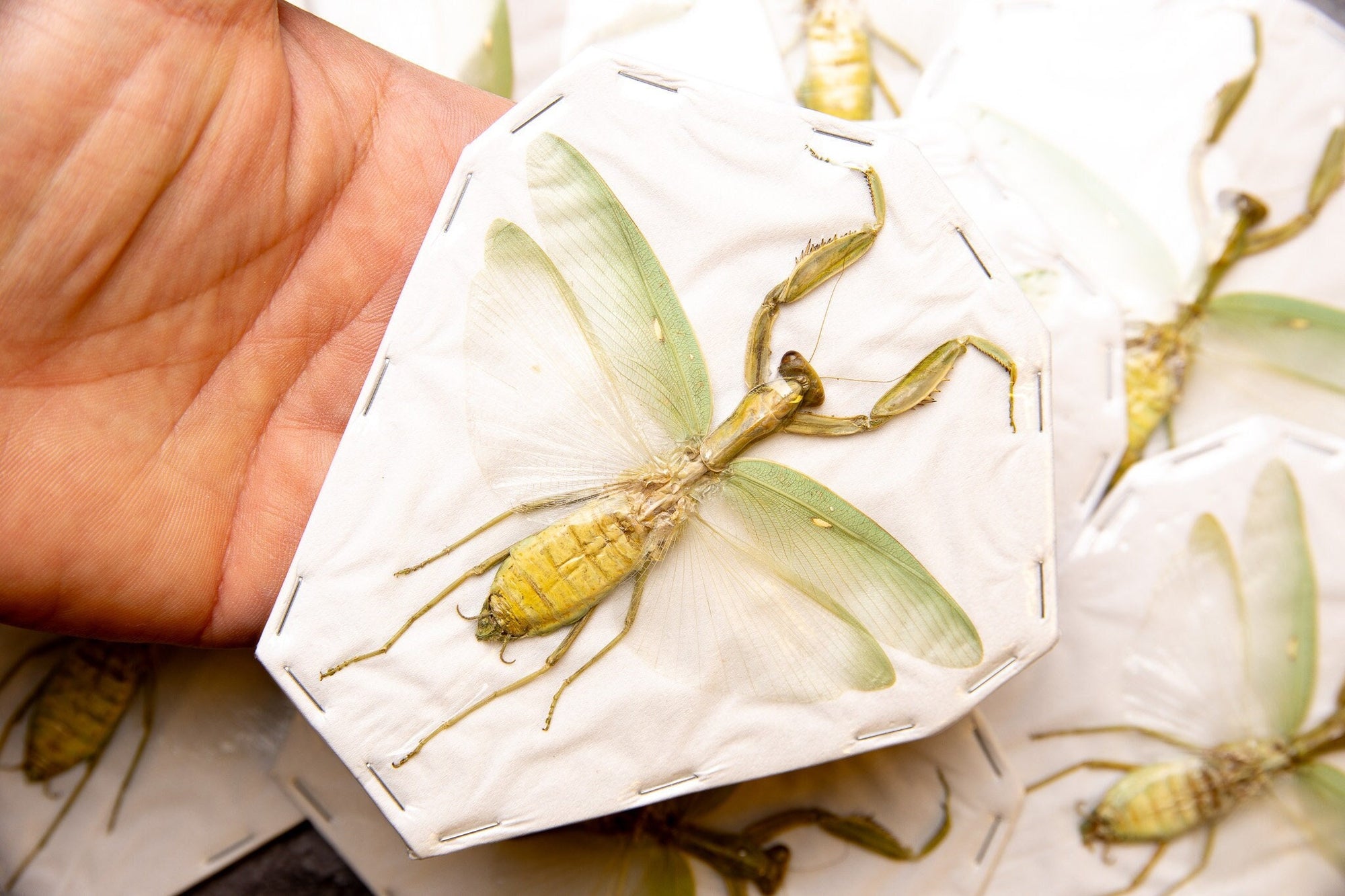 TWO (2) Java Praying Mantis (Hierodula patellifera) A1 SPREAD-SPECIMENS