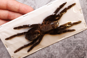 TWO (2) EXTRA-LARGE Java Yellow Kneed Tarantulas (Selenocosmia javanensis dolichoplectra) A1 Extra Large Specimens 5-6 Inches