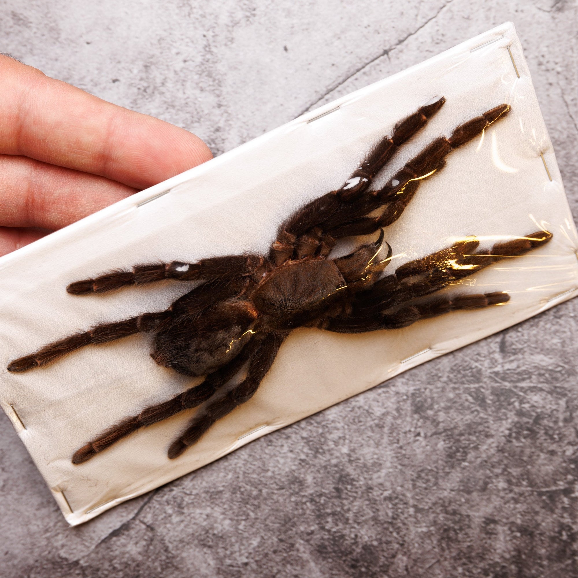 TWO (2) EXTRA-LARGE Java Yellow Kneed Tarantulas (Selenocosmia javanensis dolichoplectra) A1 Extra Large Specimens 5-6 Inches