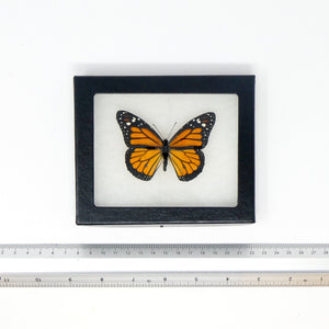 Monarch Butterfly Framed Specimen (Danaus plexippus) Ethically Sourced Dry-Preserved Butterfly Specimen