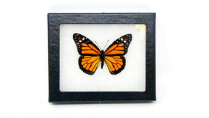 Monarch Butterfly Framed Specimen (Danaus plexippus) Ethically Sourced Dry-Preserved Butterfly Specimen