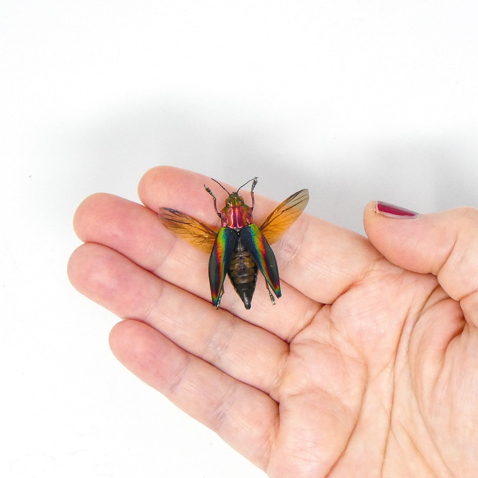 TWO (2) SPREAD Rainbow Jewel Beetles (Cyphogastra javanica) A1 Wings-open