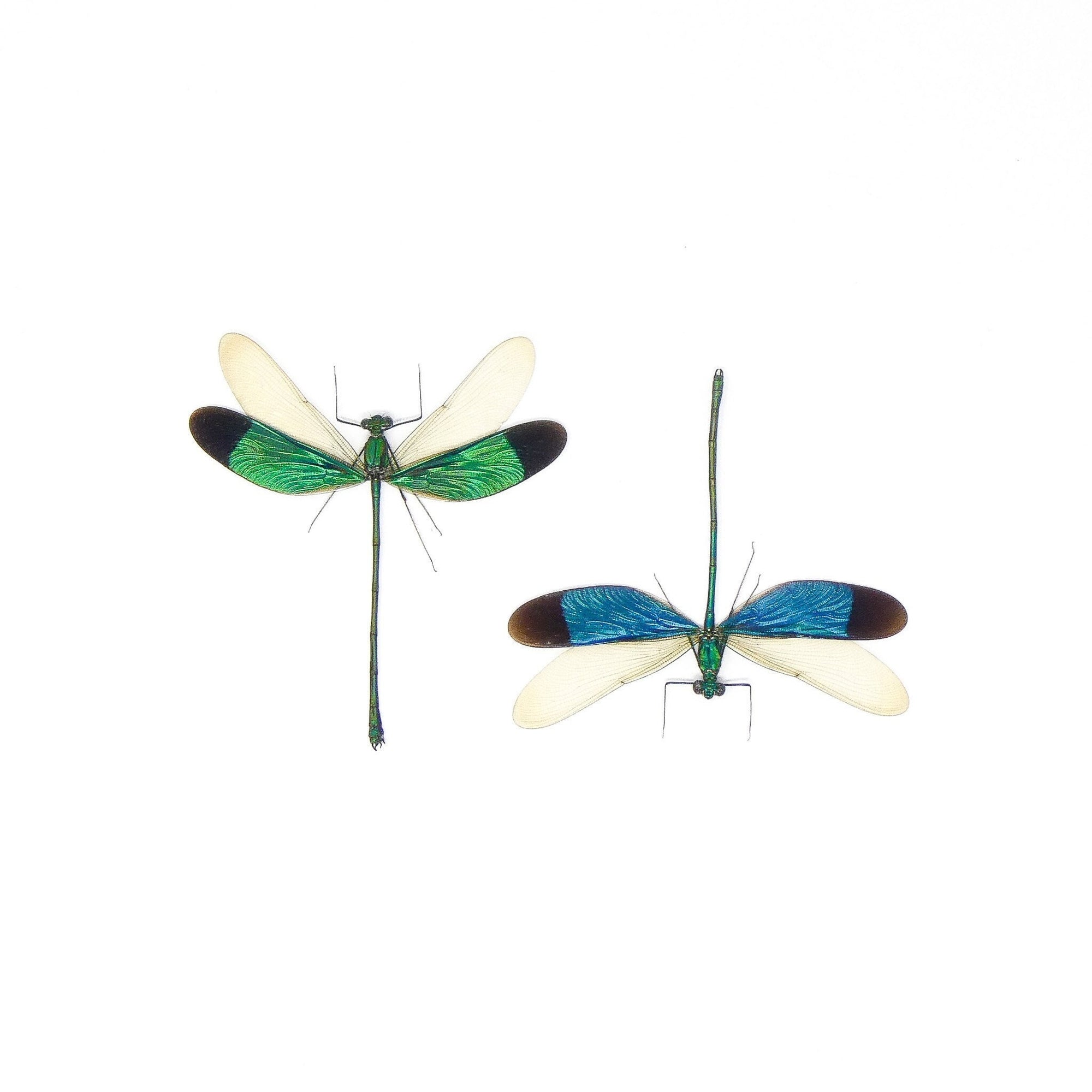 TWO (2) Stream Glory Damselfly (Neurobasis chinensis florida) SPREAD-WINGS A1 Entomology Specimens