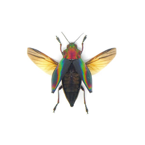 TWO (2) SPREAD Rainbow Jewel Beetles (Cyphogastra javanica) A1 Wings-open