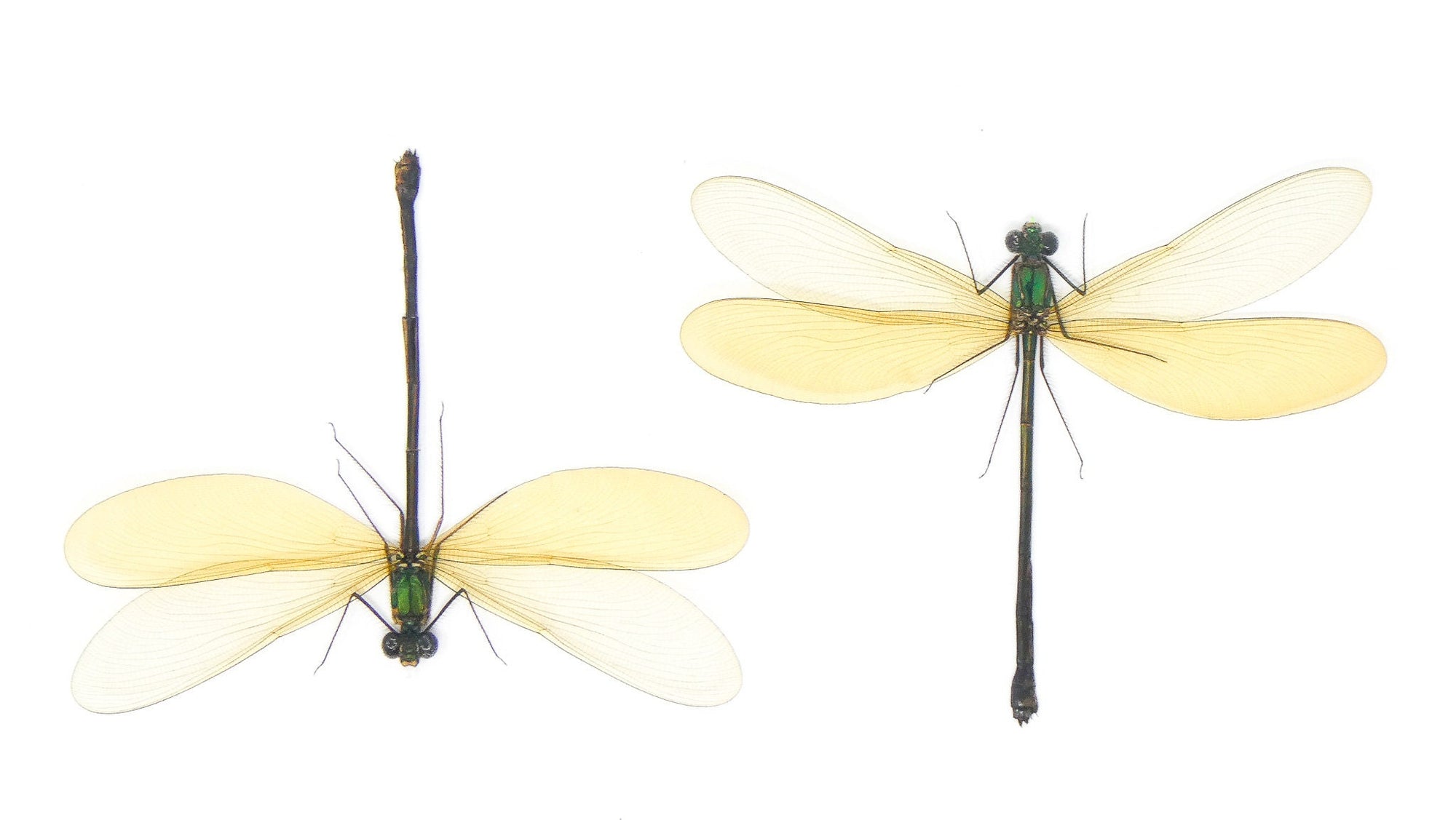 TWO (2) Female Damselfly (Neurobasis kaupi pavo) SPREAD-WINGS A1 Entomology Specimens