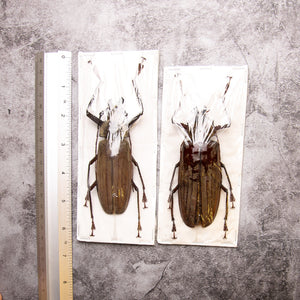 PAIR (2) Long-horn Beetles (Xixuthrus lunicollis) MALE/FEMALE A1 Extra Large Specimens ** +100MM **